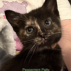 Thumbnail photo of Peppermint Patty #3