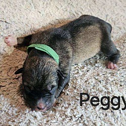 Thumbnail photo of Peggy #3