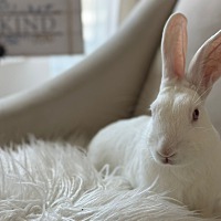 adopt-pet