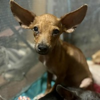 adopt-pet