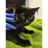BEANIE - Domestic Shorthair available for adoption