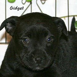 Thumbnail photo of Gidget #1