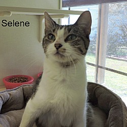 Thumbnail photo of Selene #2