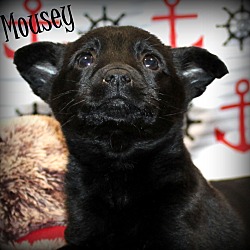 Thumbnail photo of Mousey ~ meet me! #1