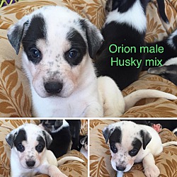 Thumbnail photo of Orion #2