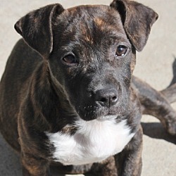 Photo of Cupid  **ADOPTED**