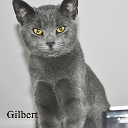Thumbnail photo of Gilbert #1