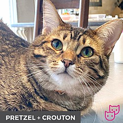 Thumbnail photo of Pretzel (bonded with Crouton) #1