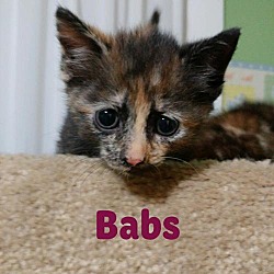 Thumbnail photo of Babs #1