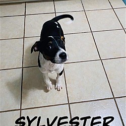 Thumbnail photo of Sylvester #1