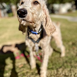 Thumbnail photo of Cooper #3