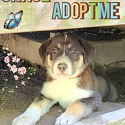 Photo of Chase