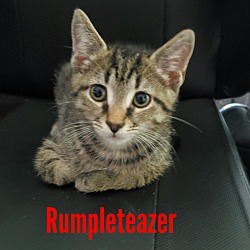 Photo of Rumpleteazer