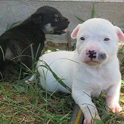 Thumbnail photo of Girl Puppies #1