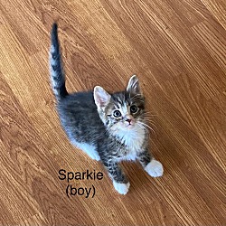 Thumbnail photo of Sparky #3