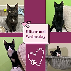 Thumbnail photo of Wednesday and Mittens- Brother and sister duo #1