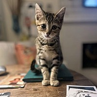 adopt a pet