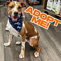adopt a pet