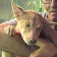 adopt a pet
