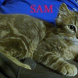 Thumbnail photo of Sam - Adopted December 2016 #3