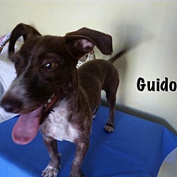 Thumbnail photo of Guido #2