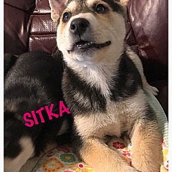 Photo of Sitka