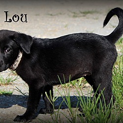 Thumbnail photo of Lexie Lou ~ adopted! #3