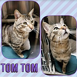 Thumbnail photo of Tom Tom #2