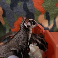 AZ Sugar Glider Rescue in Phoenix, Arizona