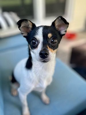 Charlotte, NC - Chihuahua. Meet Lunar a Pet for Adoption - AdoptaPet.com