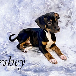 Thumbnail photo of Hershey #2
