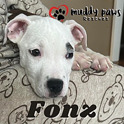 Thumbnail photo of Fonz (Survivors Litter) #3