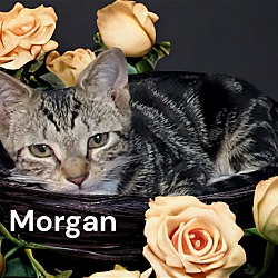 Thumbnail photo of Morgan #3