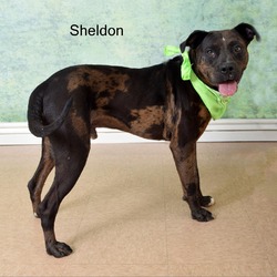 Thumbnail photo of Sheldon #2