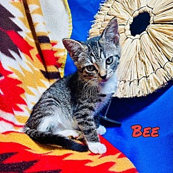 Thumbnail photo of Bee #1