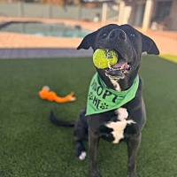 adopt a pet