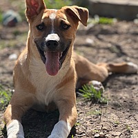 adopt a pet