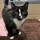 Adopt A Pet :: Jazz - Versailles, KY