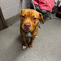 adopt a pet