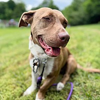 adopt a pet