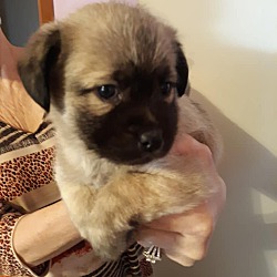 Thumbnail photo of Pug mix Pups #3