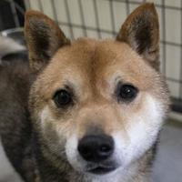 Shiba Inu Puppies For Sale In Colorado Springs Colorado