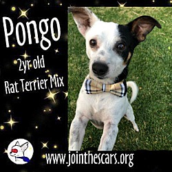 Thumbnail photo of Pongo #2