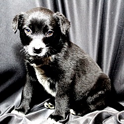 Thumbnail photo of Puck~adopted! #2