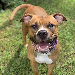 boxer puppies tampa bay area