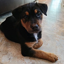 Thumbnail photo of Bubba~adopted! #1