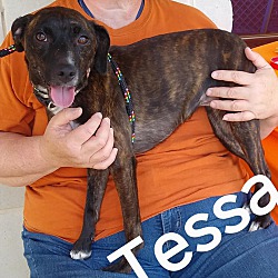 Thumbnail photo of Tessa #2