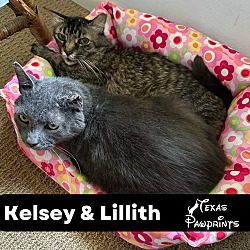Photo of Bonded Pair Kelsey & Lilith