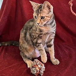 Photo of Sundae