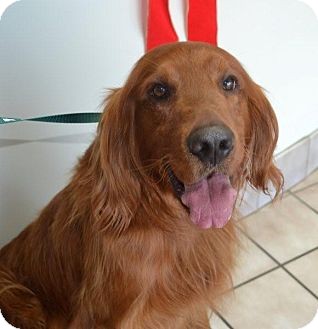 Windam Nh Golden Retriever Meet Kipper A Pet For Adoption Windam Nh Golden Retriever Meet